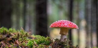 Jaki grzyb zmienia kolor na niebieski?